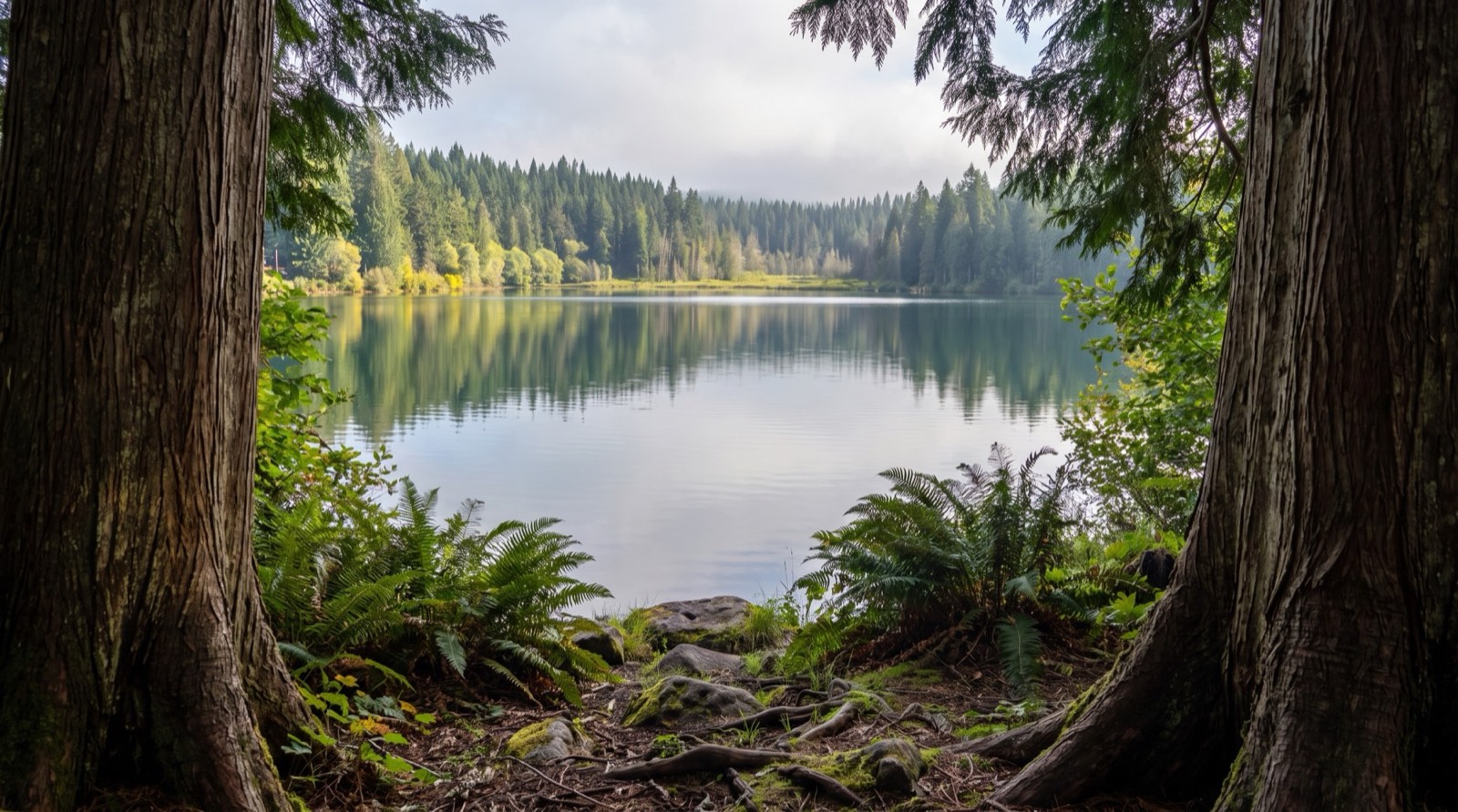 Lake Hollow framed by cedars
