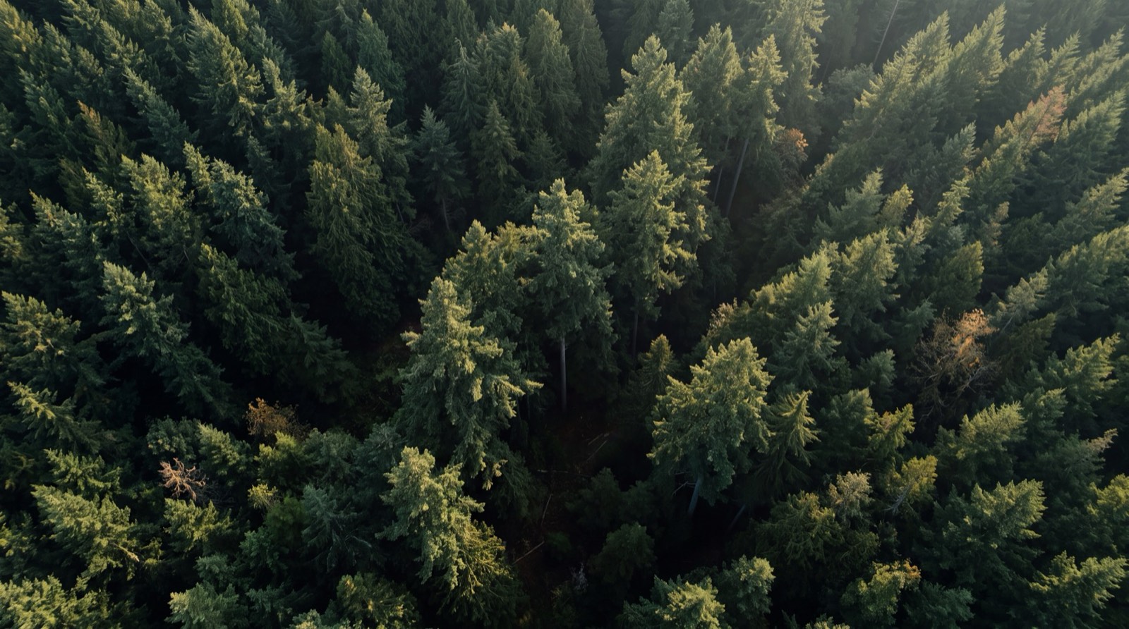 Forest canopy from above